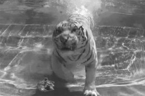 tiger,black and white,angry,glass,teeth,paw