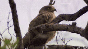 owl,shocked