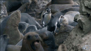 sea lions,funny,cute,lol,animals,discovery,penguins,discovery channel,cute animal