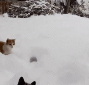 cat,snow,winter
