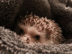 hedgehog,make it stop,cutie,cuties,plz,adorble,cutsie
