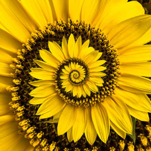 sunflower,flowers,flower,spring,blossom,yellow,konczakowski,leaf,blooming,inhale,endless,beauty,nature,hypnotic,bee,spiral,bloom,bees,hypnosis,pleasure,petals,mesmerising,scent,petal,pollen,pollination