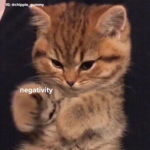 cat,kitten,positive,pma,positive vibes