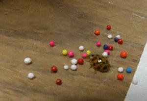 lady bug,funny,cute,candy,playing,ladybug,goddamn,sprinkle