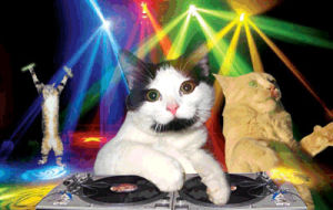 party,trippy,dank,party cat,stoned,tripping balls,weed,cat