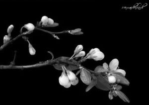 black and white,flowers,flower