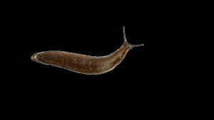 weird,snail,slug,transparent,animals,animal,walk,wiggle,featured,slimy