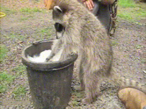 raccoon,water