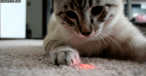 cat,laser pointer