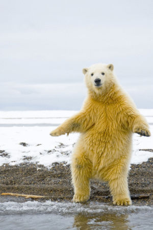 bear,dancing
