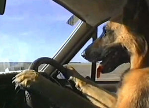 german shephard,driving,dog