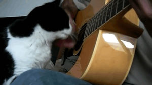 annoying,cat,animals,interrupting guitar player