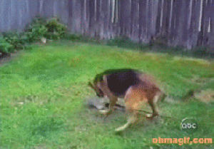 Lobster revenge sweet nothing lobster revenge porn GIF - Trouver ...