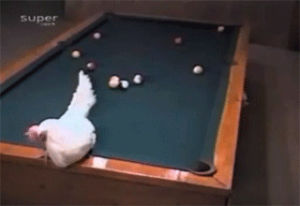 egg,pool