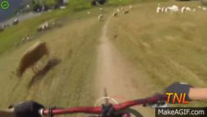 fail,bicycle,sheep