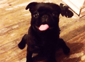 baby animal,dog,adorable,original,black pug,baby animal tongue,baby animal tongues,puppy tongue