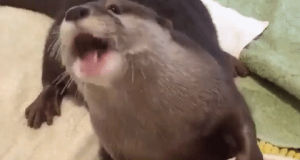 otter,eating