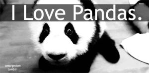 honey,love,black and white,sweet,panda,lovely