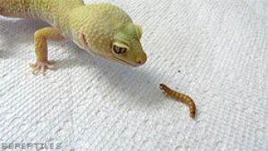 leopard gecko,reptiles,geckos,bsgedit,i know you want to stab me now so go ahead do it i welcome it,that they are referencing teacups a
