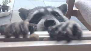 cute,eating,raccoon