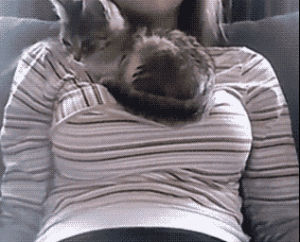 boobs,cat,perfect