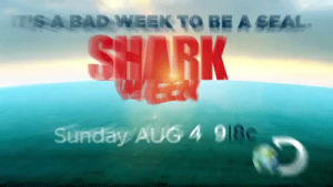 funny,lol,comedy,news,discovery channel,discovery,shark,seal,shark week,viral,sharkweek,snuffy,snuffy the seal