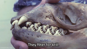 teeth,animals,smile,skull,bone,the brain scoop,emily graslie,brain scoop,field museum of natural history,crabeater seal,dinosaur head