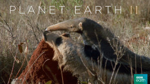grasslands,bbc,hungry,eat,hunt,planet earth 2,anteater,forage