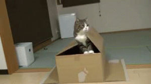 cat,box,maru