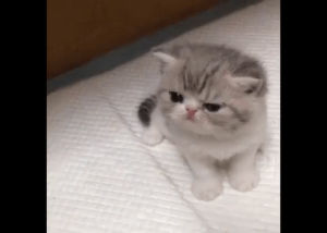 cute,kitten