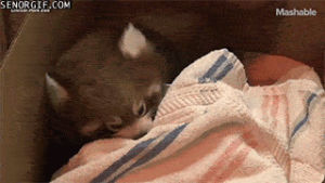 panda,around,blanket,crawling