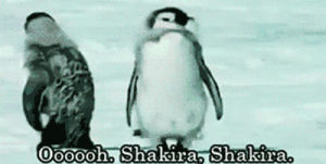 cold,animal,penguin,shakira,so cute