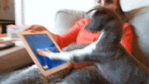 dogs,imitates,dog,human,tablet,properly,ipad