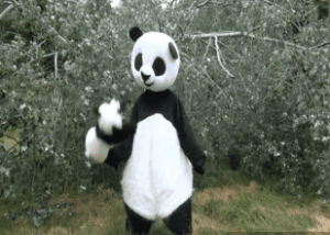 funny,dance,panda,baby panda,onision,8bit jason
