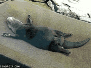 cute,world,animal,dream,now,right,sleeping,otter,blase otter,existing