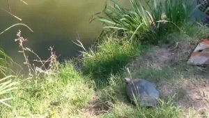 habitat,turtle