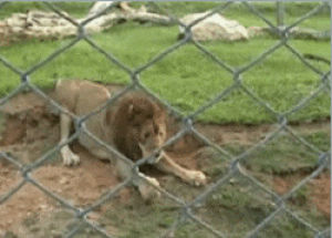 natural,news,time,first,feels,earth,years,moment,lion,uk,yahoo,circus,lion killed,freed