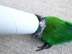 pearly conure,cute,animals,bird,green,looking,curious,tube,sticking