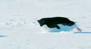 slide,penguin,fun,animal,snow,ice,sliding,belly
