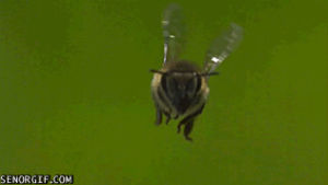 slow motion,motion,slow,insects,bees