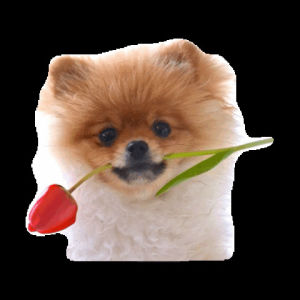 dog,rose,transparent,love,aaaaa