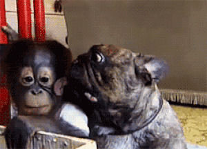monkey,animal friendship,lick,dog