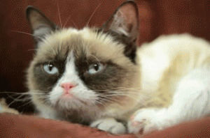 grumpy cat,hate,angry,i hate you,pissed off,cat,no,tardar sauce