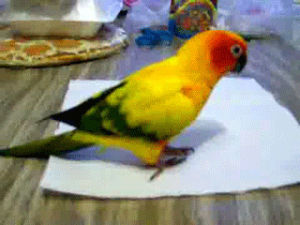 funny,animals,napping,birds,hopping,colorful,parrot,napkins