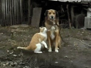 cat,dog,animal