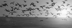 black and white,ocean,birds,the one with the nap partners