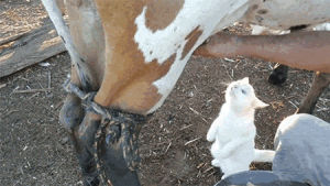 cow,cat,drinking,milk