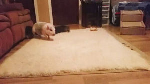 piggy,wasted