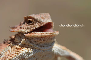 lizard,laughing,meme,image,know,hhhehehe