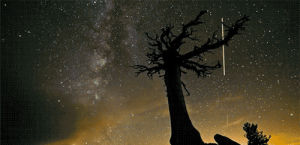 space,stars,tree,timelapse,yosemite